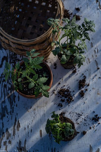 High angle view of potted plants in basket