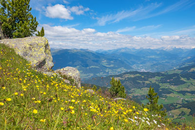 Alp meadow with flowers and an awesome view