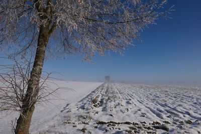 Bare tree on snow covered field against sky