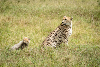 Two cats sitting in grass