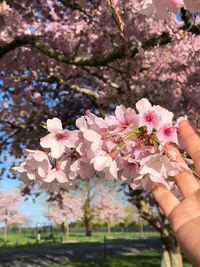 Close-up of hand holding cherry blossom tree