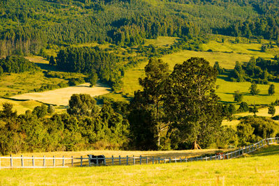 View of pine trees in field