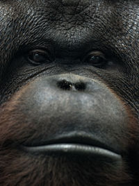 Close-up of monkey