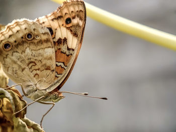 Close-up of butterfly perching outdoors