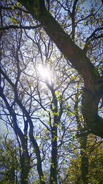 Low angle view of trees against sky