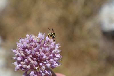 Close-up of bee on purple flower