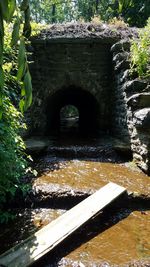 Plants growing by stone bridge in water