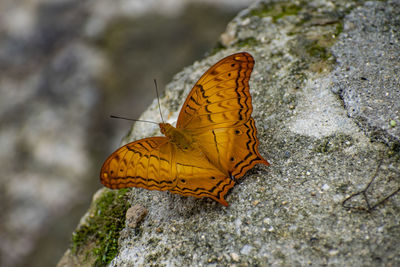 Butterfly on rock