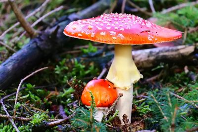 Close-up of fly agaric mushroom on field