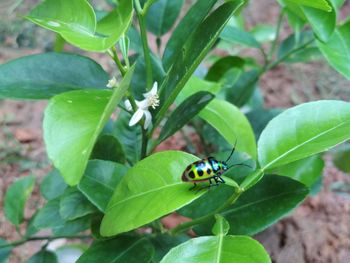 Close-up of insect on leaf