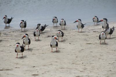 Birds in sea