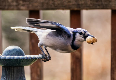 Bluejay finds a peanut on the bird bath
