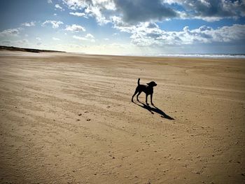 Dog free on beach