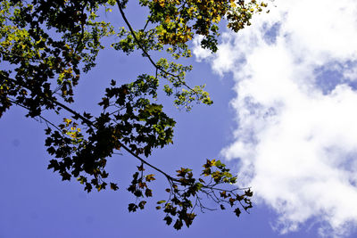 Low angle view of tree branch against sky