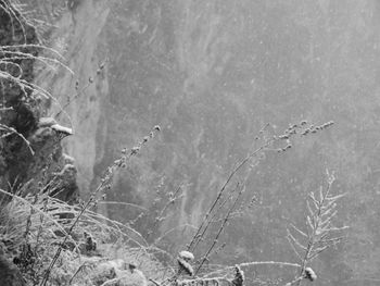 Close-up of grass in water