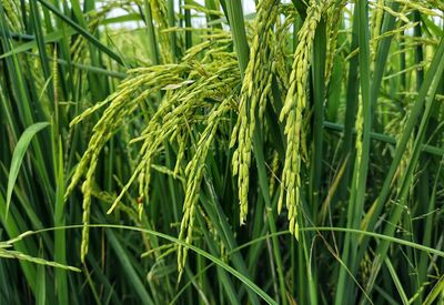 Close-up of crops growing on field