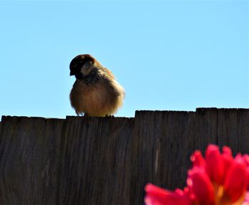 Low angle view of a bird on wood against clear sky