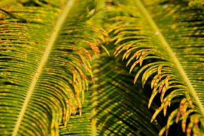 Close-up of palm tree leaves