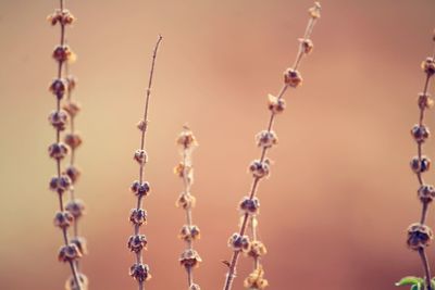 Close up of plant against blurred background