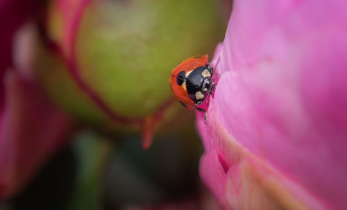 Close-up of insect on pink flower