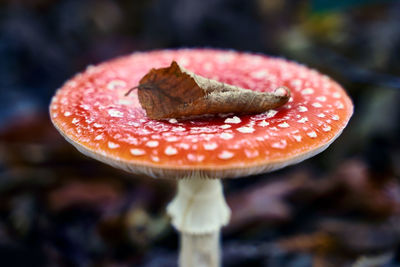 Close-up of fly agaric mushroom