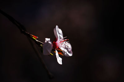 Close-up of butterfly pollinating flower