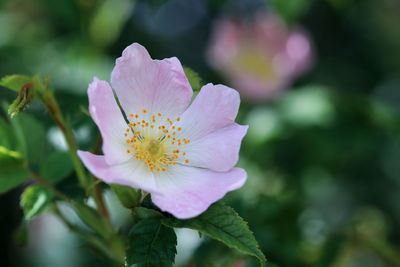 Close-up of pink flower