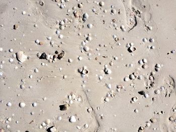 High angle view of birds on sand