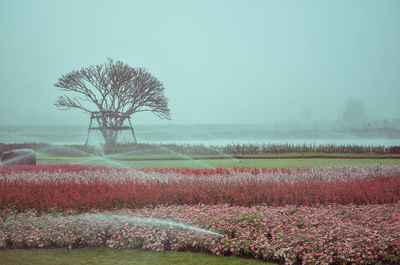 Scenic view of flower field against sky