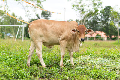 Cows in a field