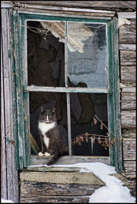 Cat sitting on a window of a building