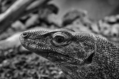 Close-up of lizard on land