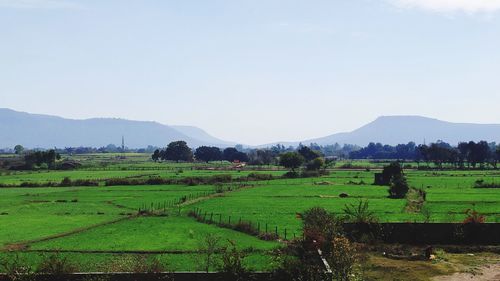 Scenic view of agricultural field against sky