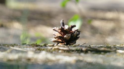 Close-up of leaf