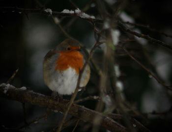 Close-up of bird perching on branch