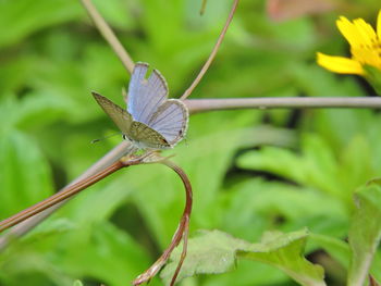 Close-up of butterfly on leaf