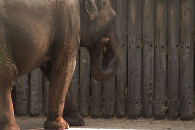 Elephant against wooden fence at zoo