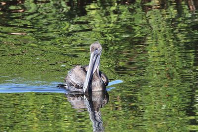 Bird swimming in lake