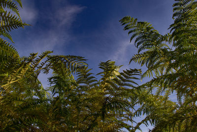 Low angle view of palm trees against sky