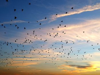 Flock of birds flying in sky