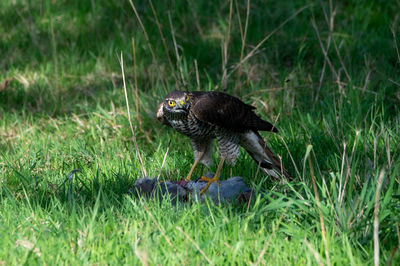 Close-up of bird on field