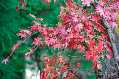 Close-up of maple leaves