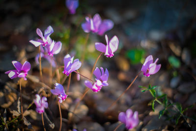 Close-up of pink flowering plants