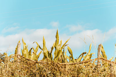 Close-up of crops on field against sky