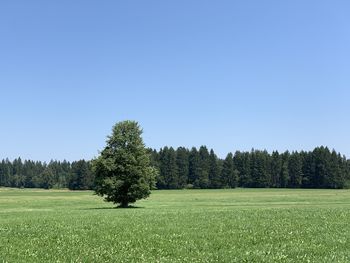 Pine trees on field against clear sky