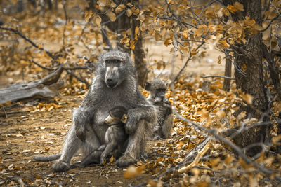 Lion sitting on tree