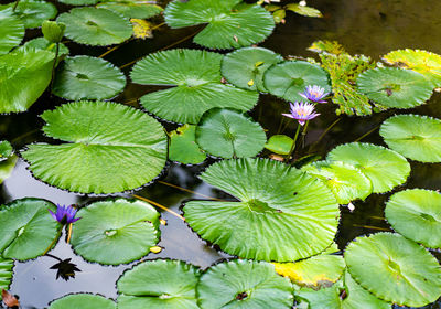 High angle view of lotus water lily on leaves