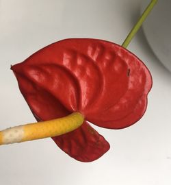 Close-up of red chili pepper against white background