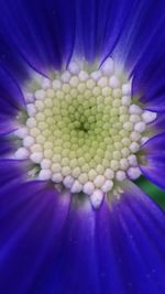 Close-up of flower blooming outdoors