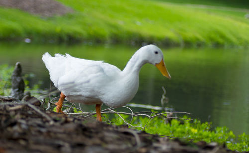 Close-up of duck